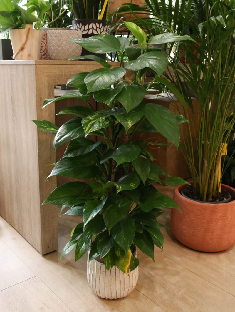 pothos