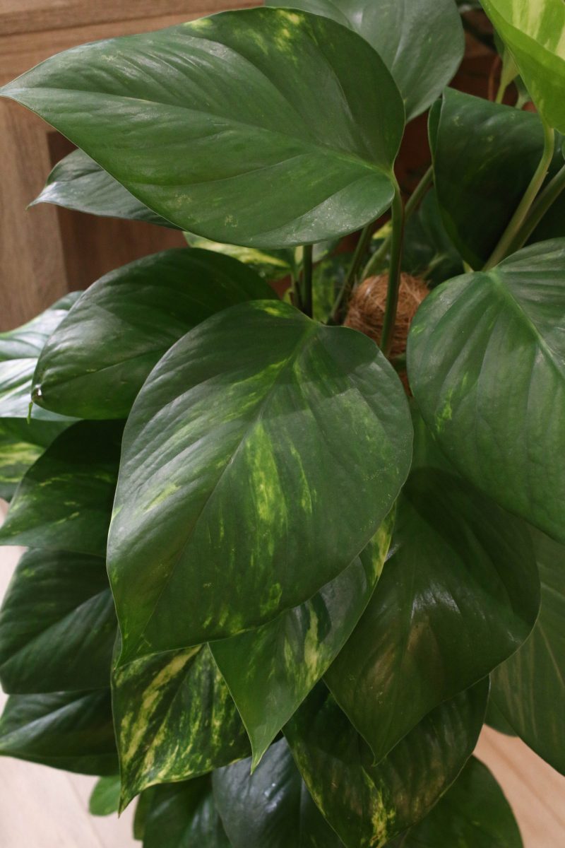 Hojas de Pothos en primer plano