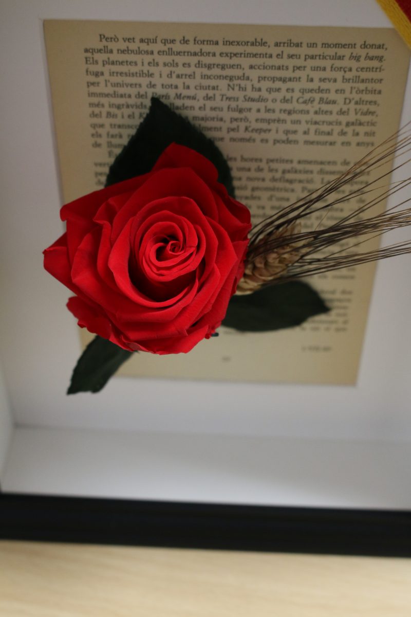 Marco Sant Jordi – Rosa preservada con fondo de libro y senyera - Imagen 3