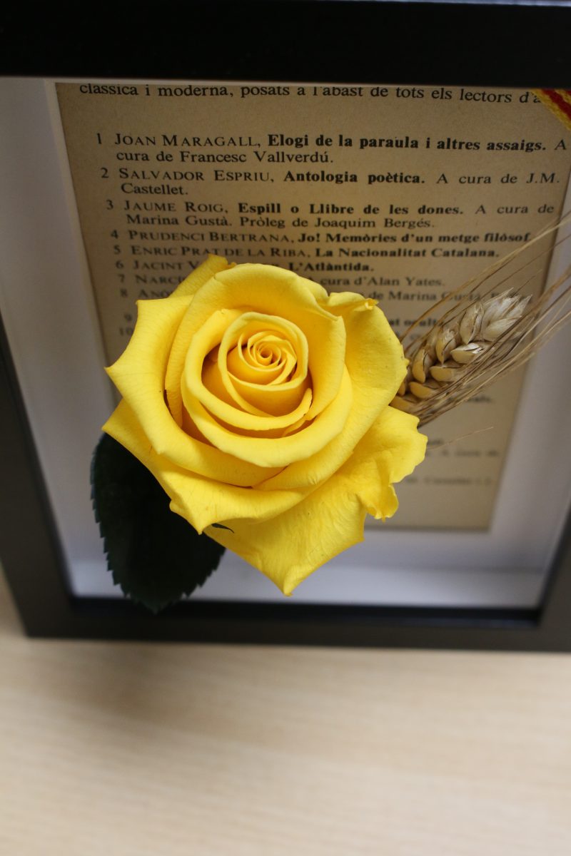 Marco Sant Jordi – Rosa preservada con fondo de libro y senyera - Imagen 2